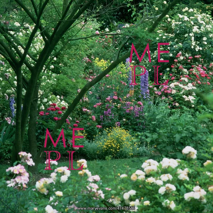 : Garden with roses and other flowers : Garden with roses and other flowers