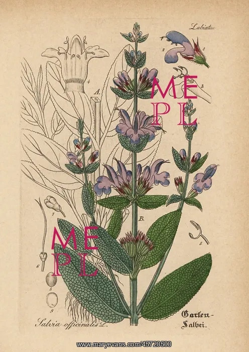 : Garden sage, Salvia officinalis : Garden sage, Salvia officinalis