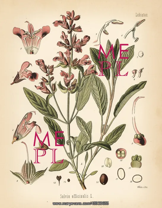: Garden sage, Salvia officinalis : Garden sage, Salvia officinalis