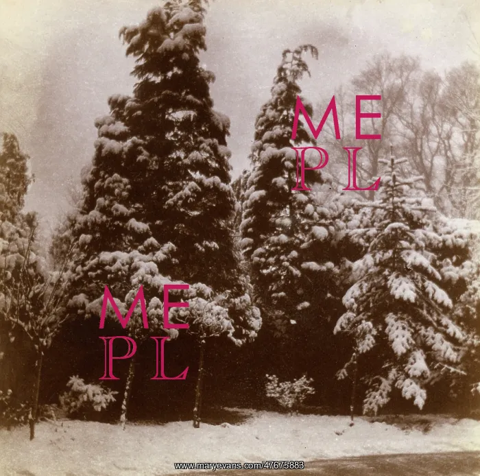 : Front garden in the snow, Ealing, West London : Front garden in the snow, Ealing, West London