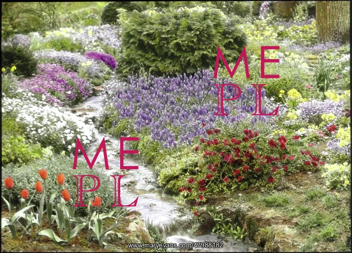 : Garden detail with stream at Abbotswood, Gloucestershire : Garden detail with stream at Abbotswood, Gloucestershire