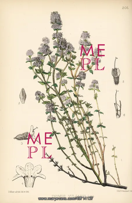 : Garden thyme, Thymus vulgaris : Garden thyme, Thymus vulgaris