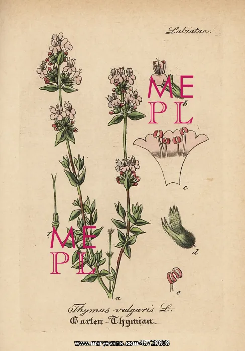 : Garden thyme, Thymus vulgaris : Garden thyme, Thymus vulgaris