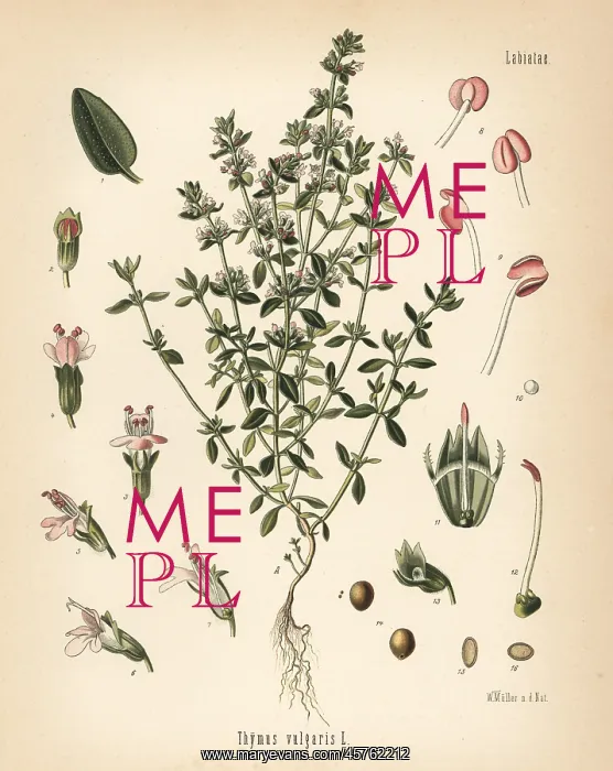 : Garden thyme, Thymus vulgaris : Garden thyme, Thymus vulgaris