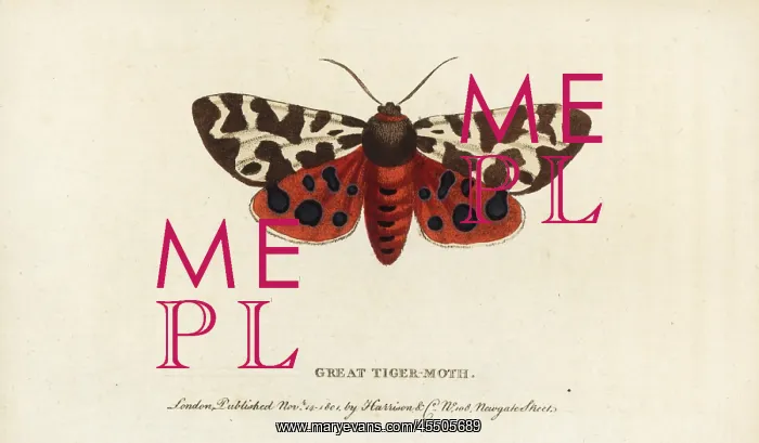 : Garden tiger moth, Arctia caja : Garden tiger moth, Arctia caja
