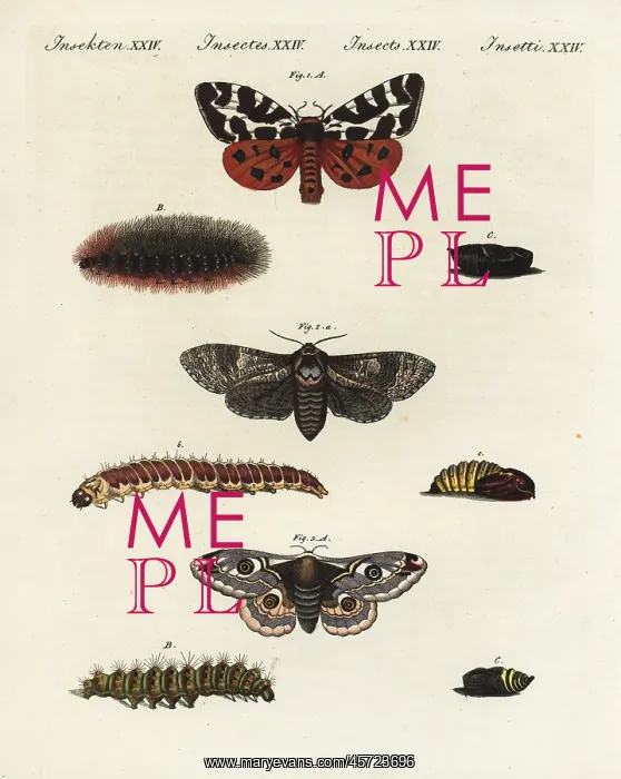 : Garden tiger moth, goat moth and small emperor moth : Garden tiger moth, goat moth and small emperor moth