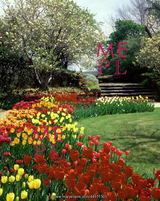 : Garden with Tulip Beds Along Curved Path Springtime : Garden with Tulip Beds Along Curved Path Springtime