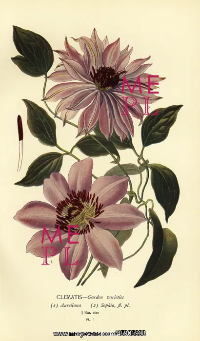 : Garden varieties of clematis : Garden varieties of clematis