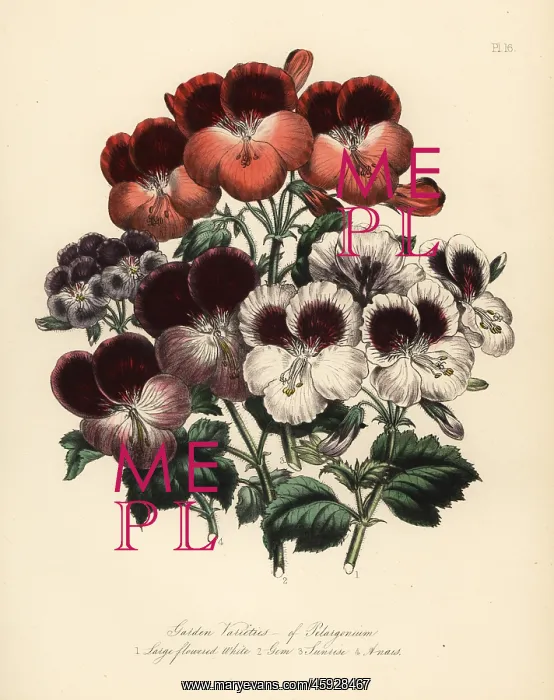 : Garden varieties of Pelargoniums: large flowered : Garden varieties of Pelargoniums: large flowered