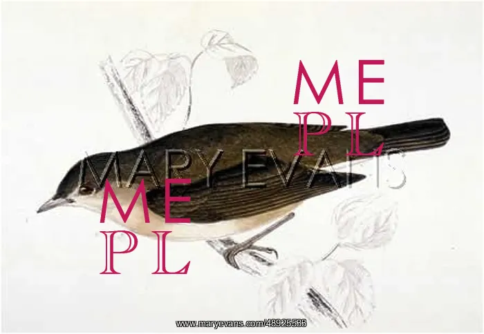  : GARDEN WARBLER (MORRIS)