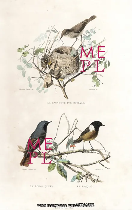 : Garden warbler, redstart and European stonechat : Garden warbler, redstart and European stonechat