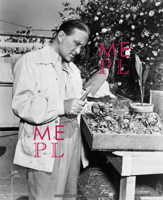 : Gardener examining seedlings : Gardener examining seedlings