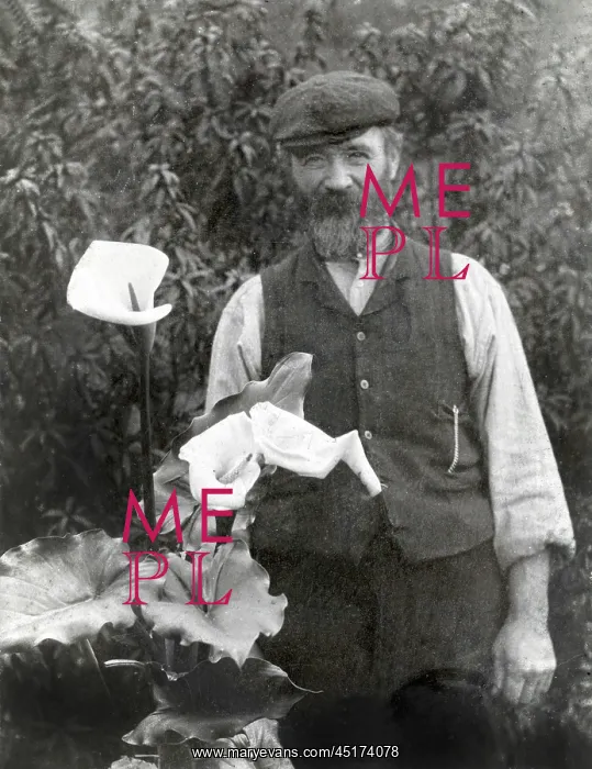 : Gardener pictured with his prize Arum Lily : Gardener pictured with his prize Arum Lily