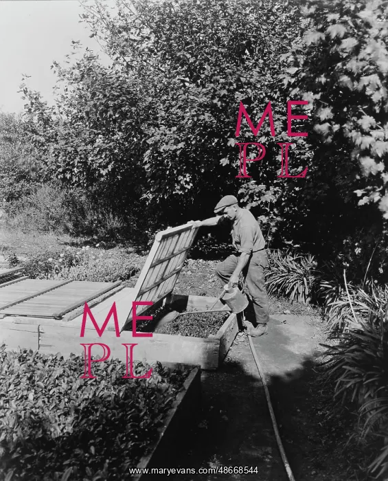 : Gardener watering cold frame plants, circa 1917 : Gardener watering cold frame plants, circa 1917