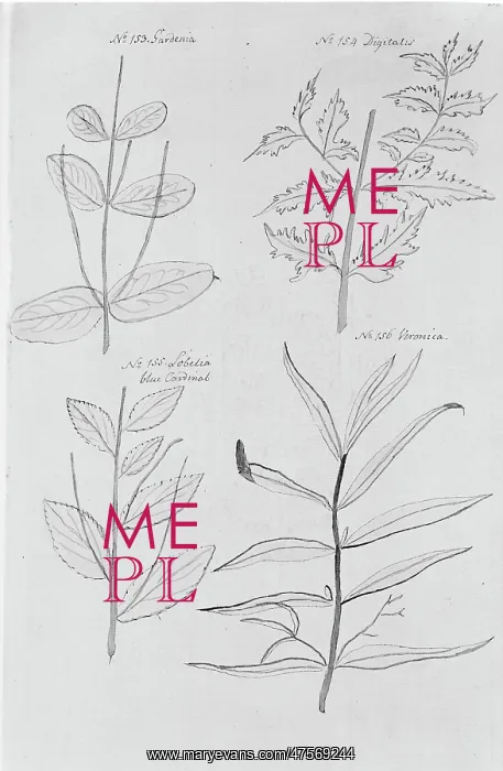 : Gardenia sp : Gardenia sp