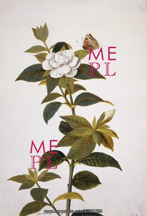 : Gardenia sp. gardenia : Gardenia sp. gardenia