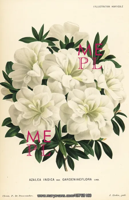 : Gardeniaeflora azalea, Rhododendron indicum : Gardeniaeflora azalea, Rhododendron indicum