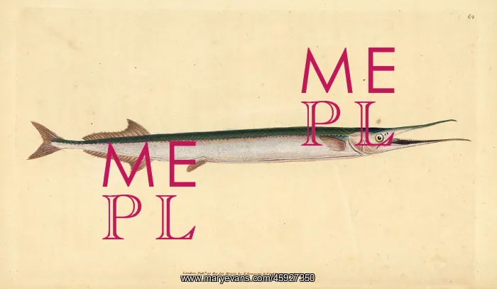 : Garfish or sea needle, Belone belone : Garfish or sea needle, Belone belone