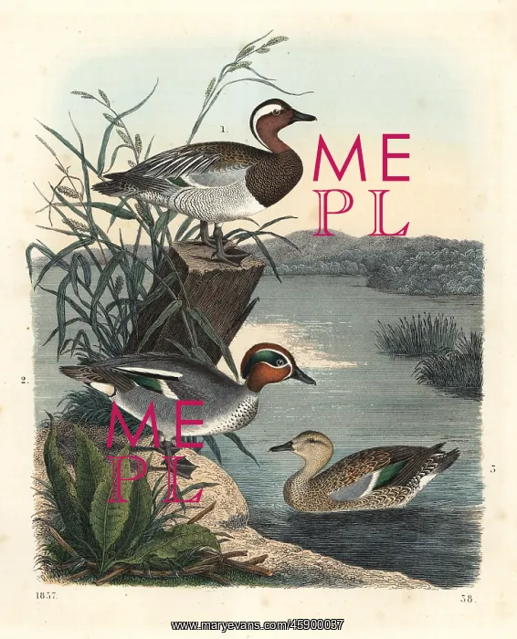  : Garganay and common teal