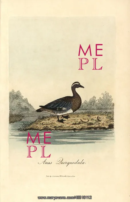 : Garganey, Anas querquedula : Garganey, Anas querquedula