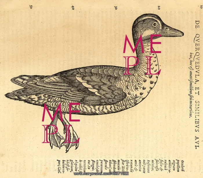 : Garganey duck, Spatula querquedula : Garganey duck, Spatula querquedula