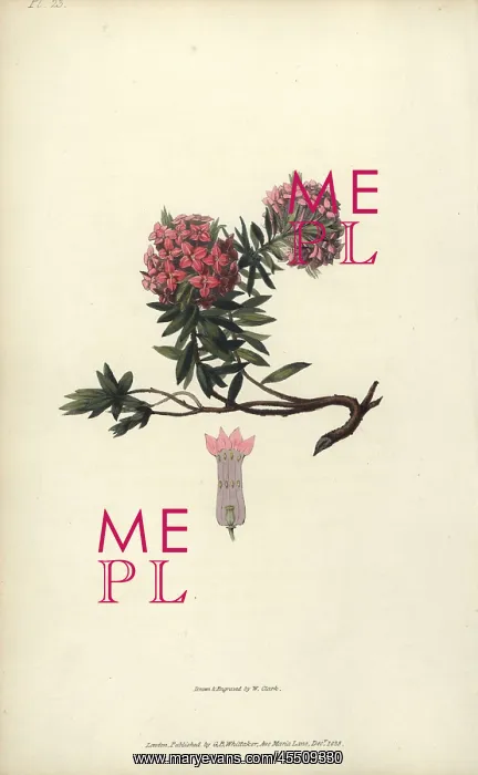 : Garland flower, Daphne cneorum : Garland flower, Daphne cneorum
