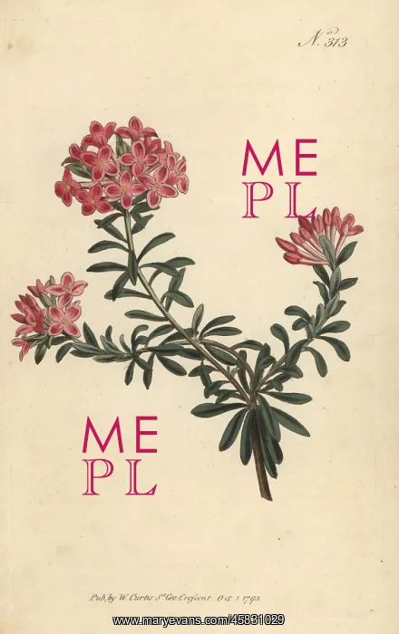 : Garland flower, Daphne cneorum : Garland flower, Daphne cneorum