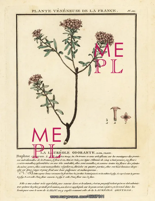 : Garland flower, Daphne cneorum : Garland flower, Daphne cneorum