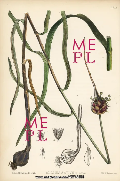 : Garlic, Allium sativum : Garlic, Allium sativum