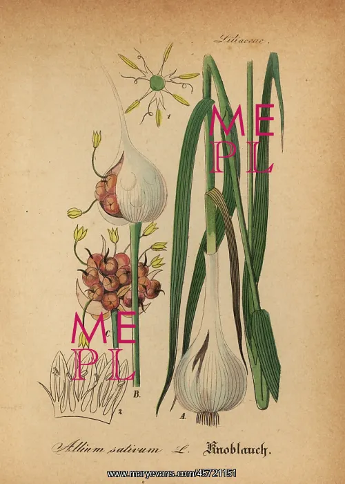 : Garlic, Allium sativum : Garlic, Allium sativum