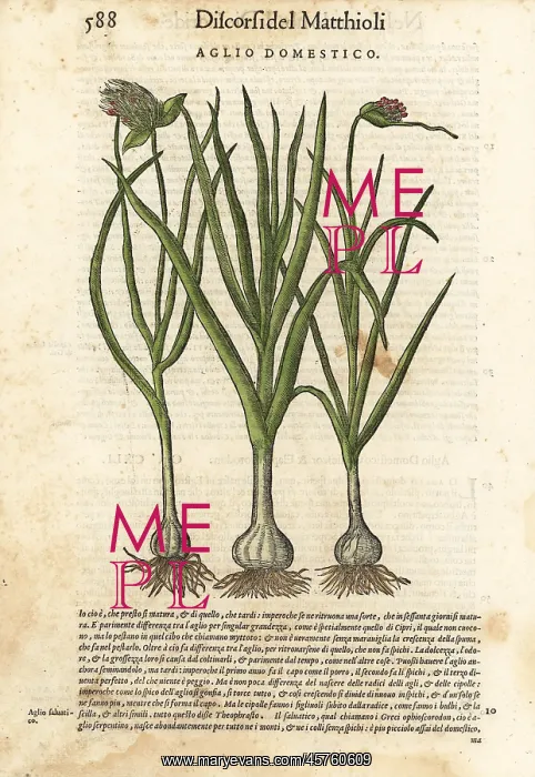 : Garlic, Allium sativum : Garlic, Allium sativum