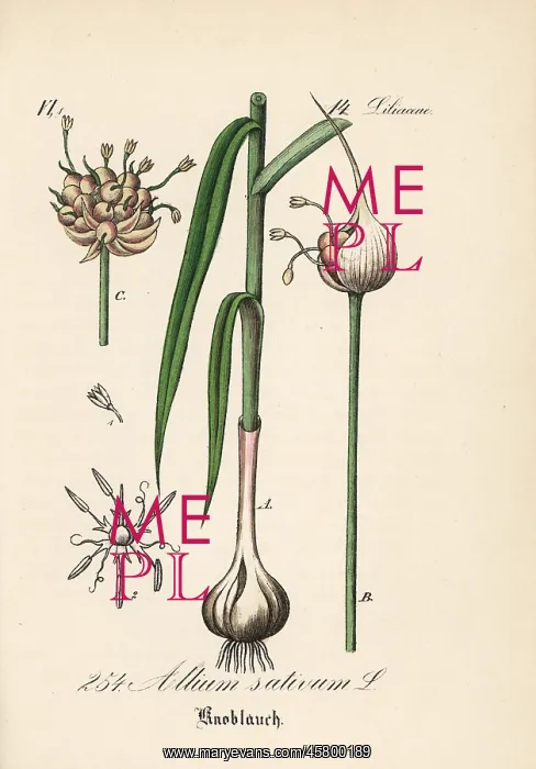 : Garlic, Allium sativum : Garlic, Allium sativum