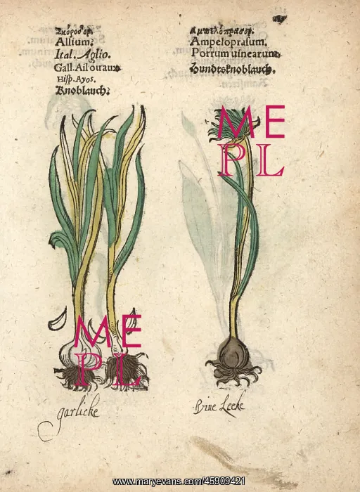 : Garlic, Allium sativum, and wild garlic, Allium vineale : Garlic, Allium sativum, and wild garlic, Allium vineale