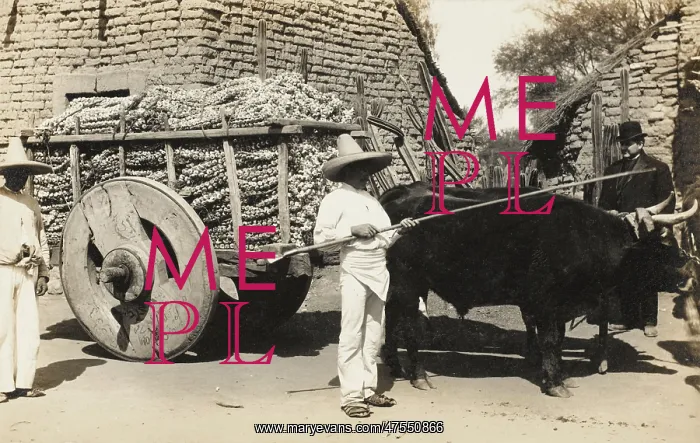  : Garlic farmer in Mexico