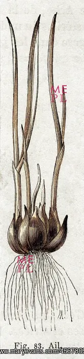  : Garlic plant