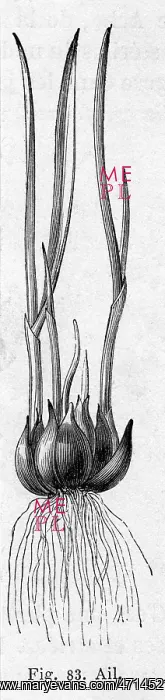  : Garlic plant
