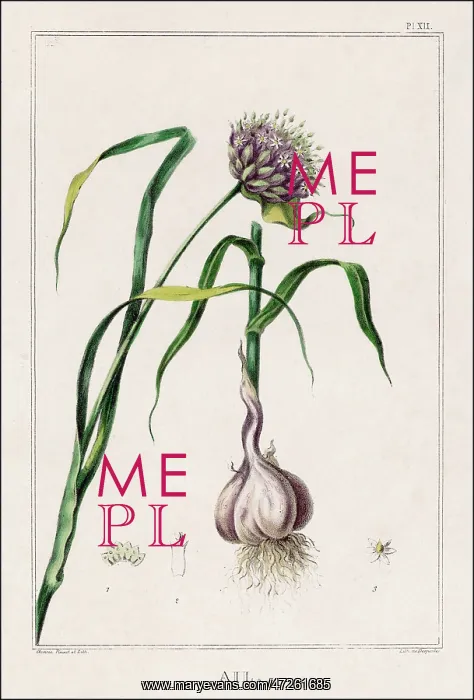: Garlic Plant Including Bulb : Garlic Plant Including Bulb