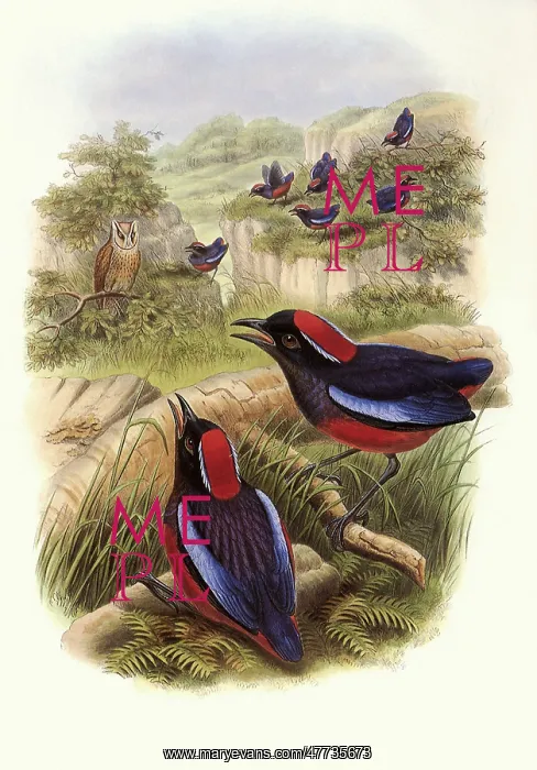: Garnet Pittas, Pitta granatina : Garnet Pittas, Pitta granatina