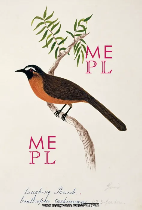 : Garrulax cachinnans, nilgiri laughing thrush : Garrulax cachinnans, nilgiri laughing thrush
