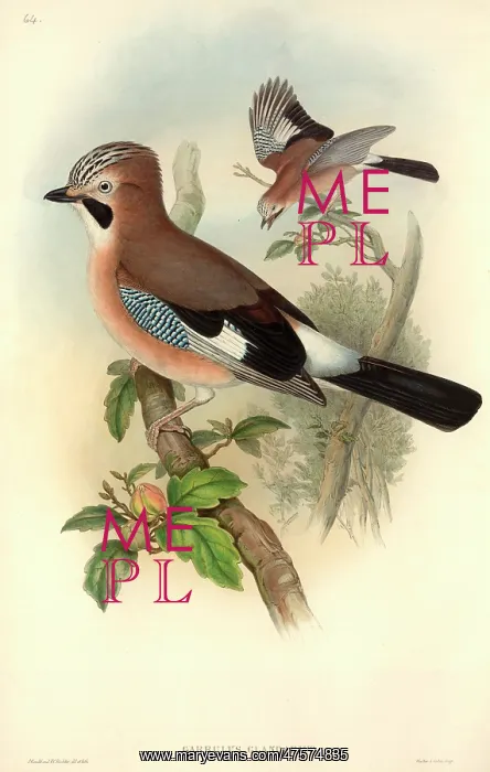: Garrulus glandarius, Eurasian jay : Garrulus glandarius, Eurasian jay