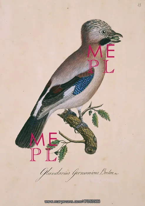 : Garrulus glandarius, Eurasian jay : Garrulus glandarius, Eurasian jay