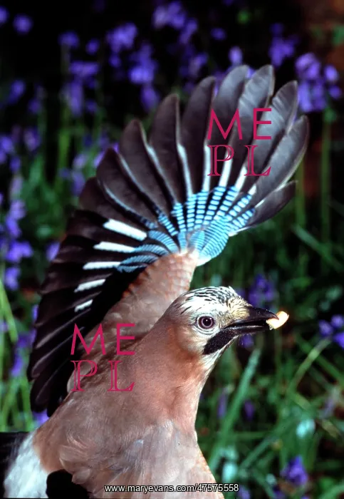 : Garrulus glandarius, European jay : Garrulus glandarius, European jay
