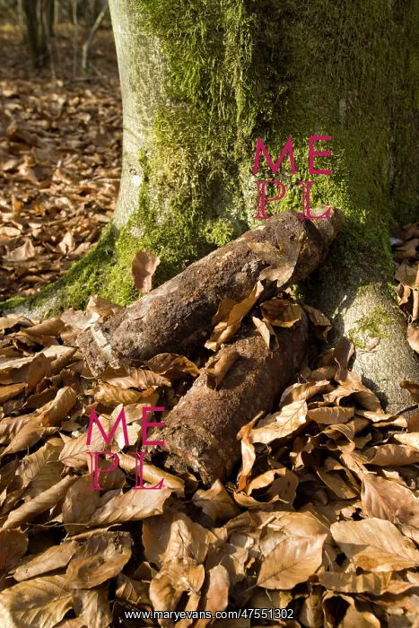 : Gas and HE shells in the Bois de Fumim : Gas and HE shells in the Bois de Fumim