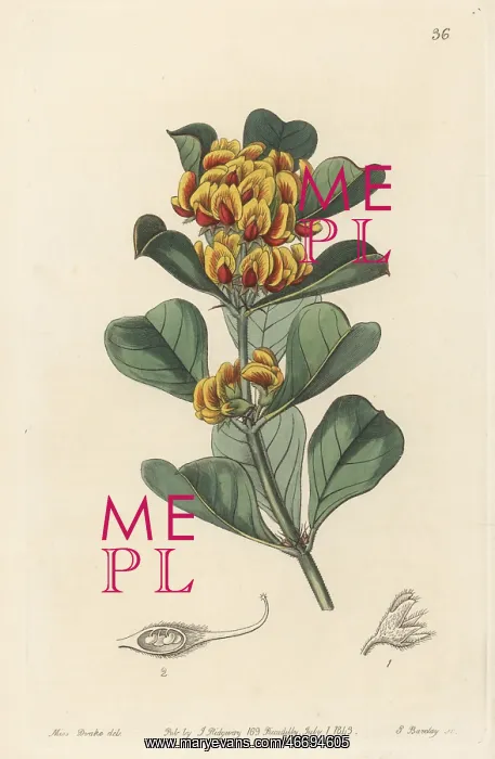 : Gastrolobium dilatatum : Gastrolobium dilatatum