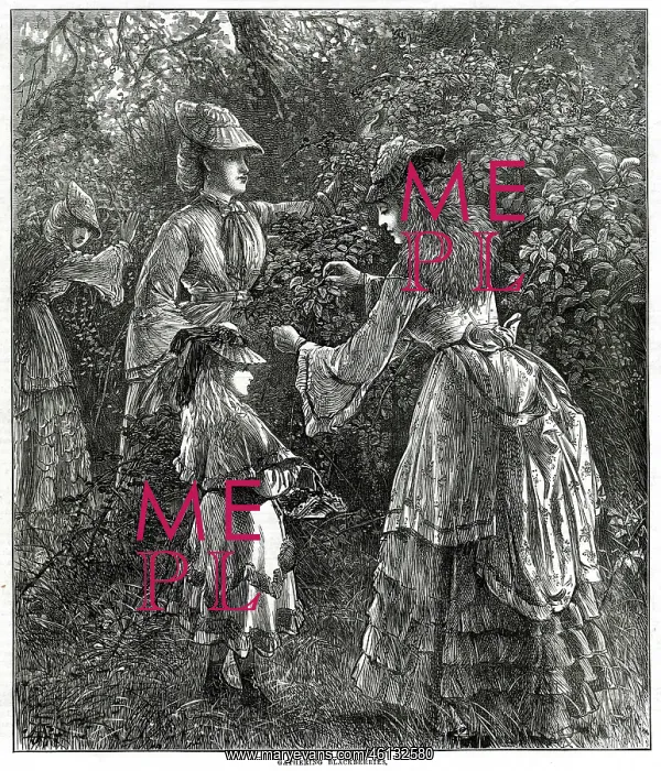 : Gathering blackberries 1872 : Gathering blackberries 1872
