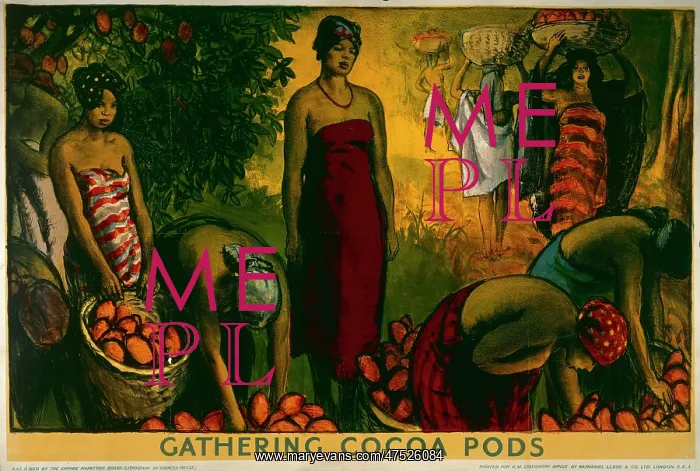  : Gathering cocoa pods