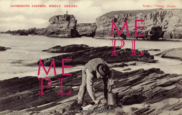: Gathering Limpets - Birsay, Orkney : Gathering Limpets - Birsay, Orkney