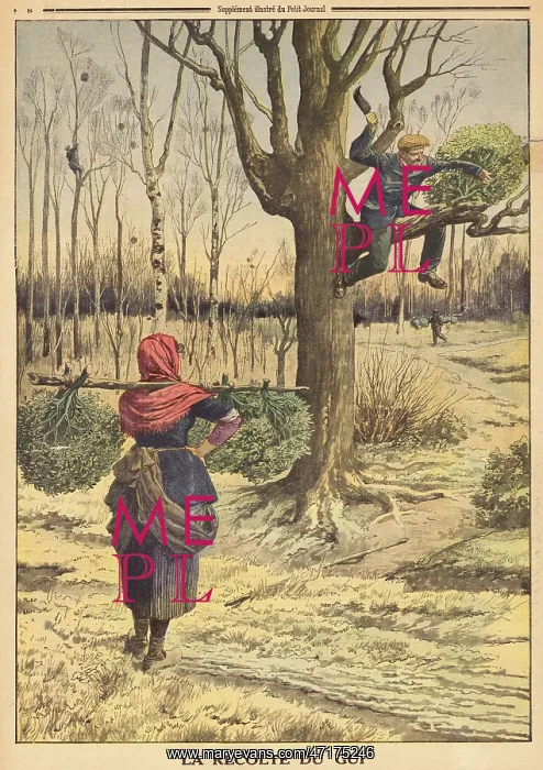 : Gathering mistletoe, France : Gathering mistletoe, France