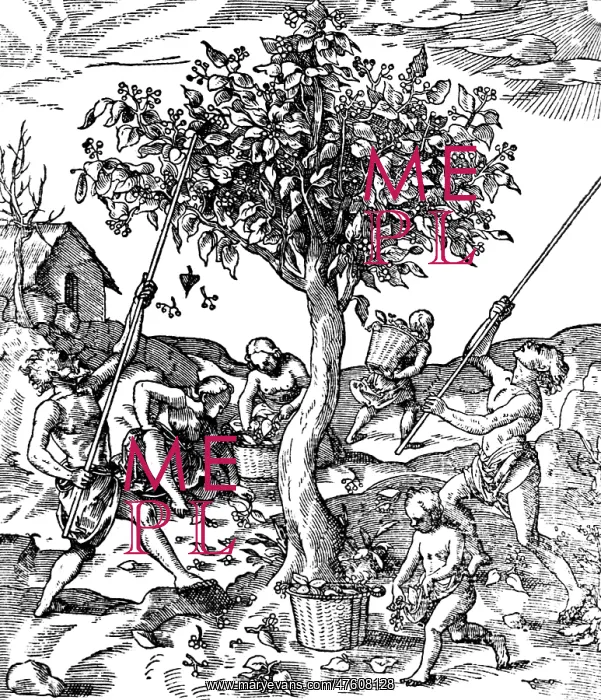 : Gathering Pepper In India, 1579 : Gathering Pepper In India, 1579