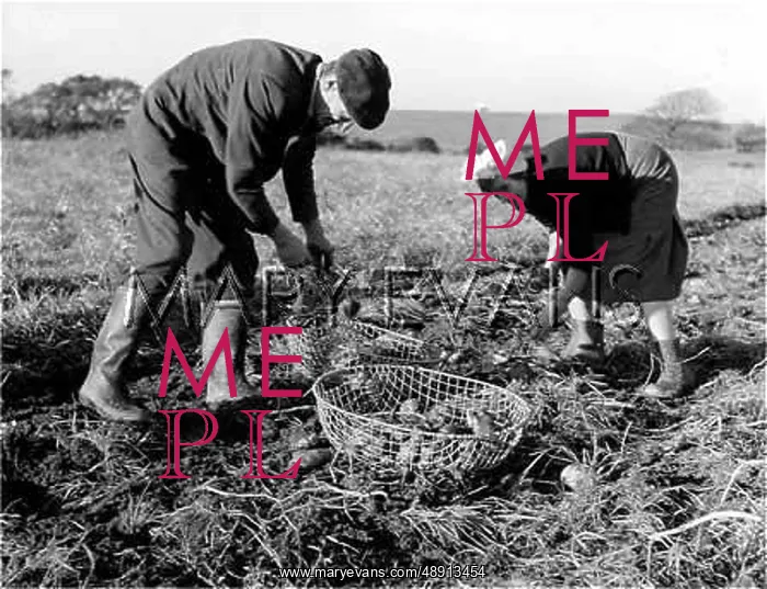 : GATHERING POTATOES : GATHERING POTATOES